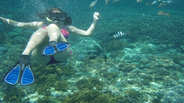 Harga Snorkeling Pulau Menjangan