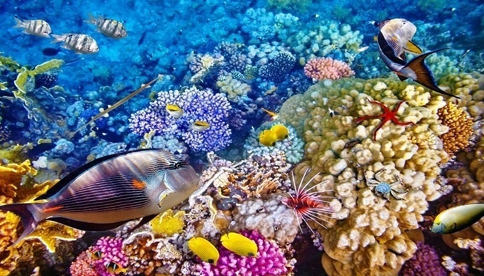 Snorkeling ticket at Menjangan Island