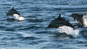 Dolphin Lovina Ticket 7