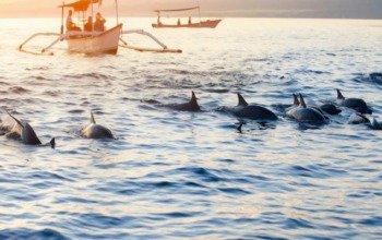 Tiket Melihat Dolphin Lovina