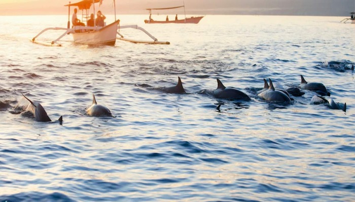 Lovina Dolphin Watching Ticket