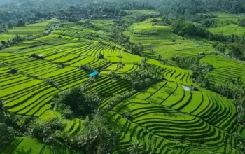 Tempat Wisata Searah Jatiluwih